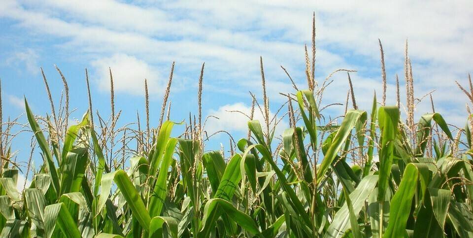 plantación maiz|gusanocogollero